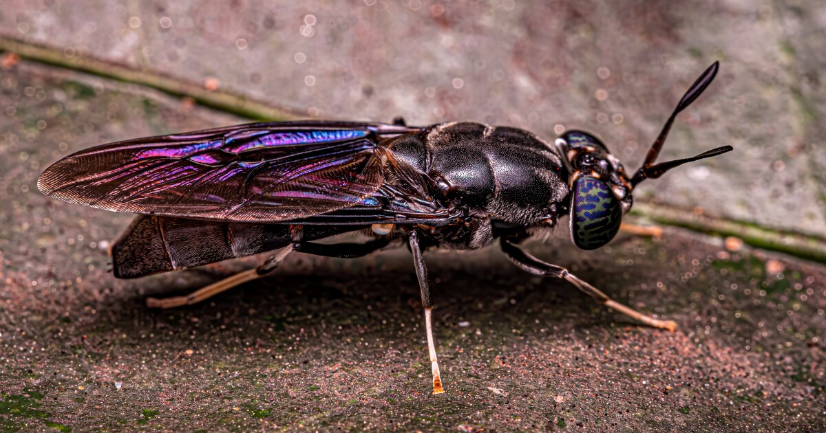 Nonak Insect Turning trash and sewage into valuable products - Kowatek Solar LTD