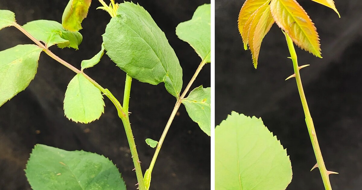 Genetically engineered thornless roses pave the way for better crops ...