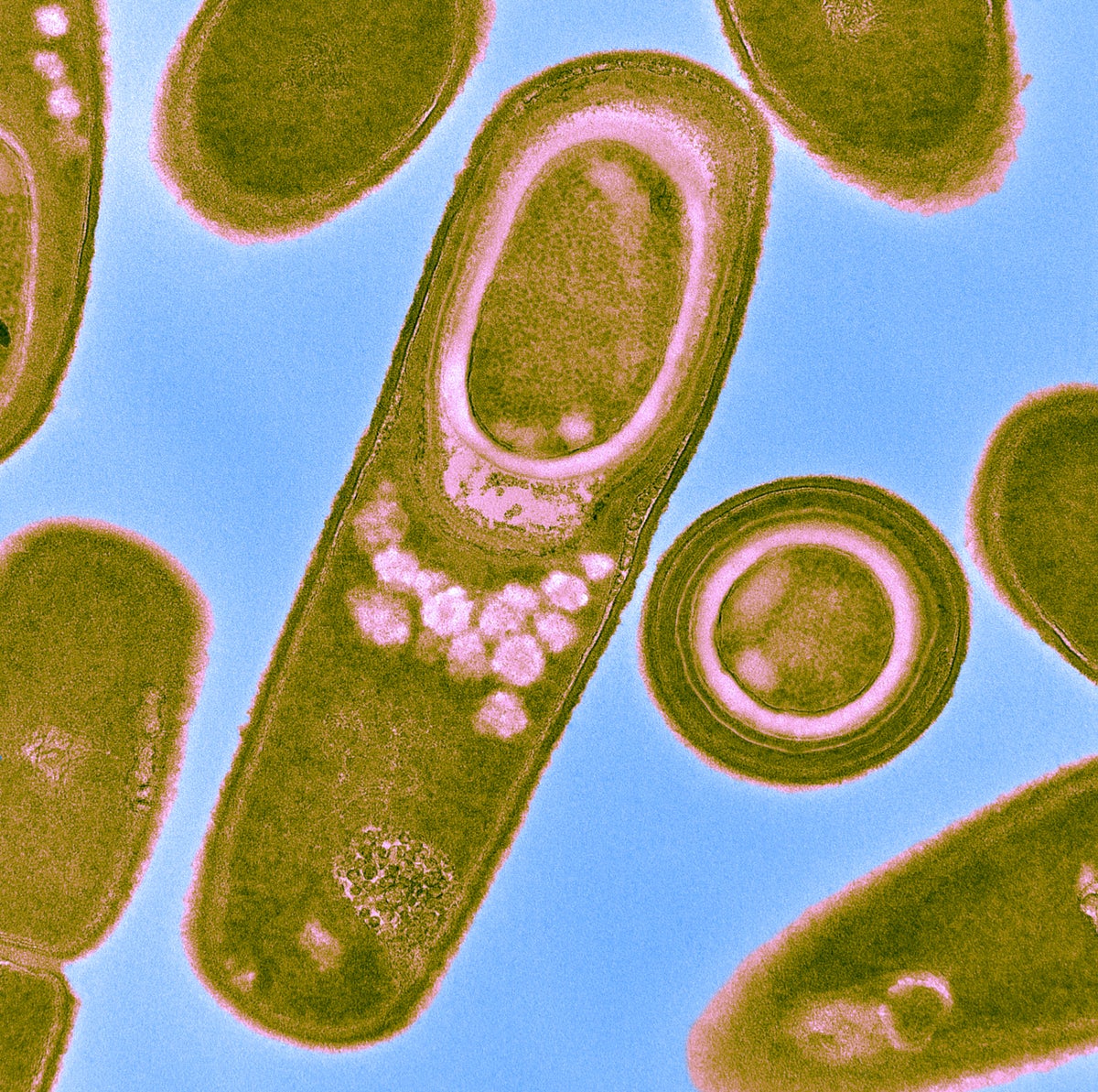 Microbacillus To Find Life on Mars, Make Microbes Wiggle - Kowatek Solar LTD