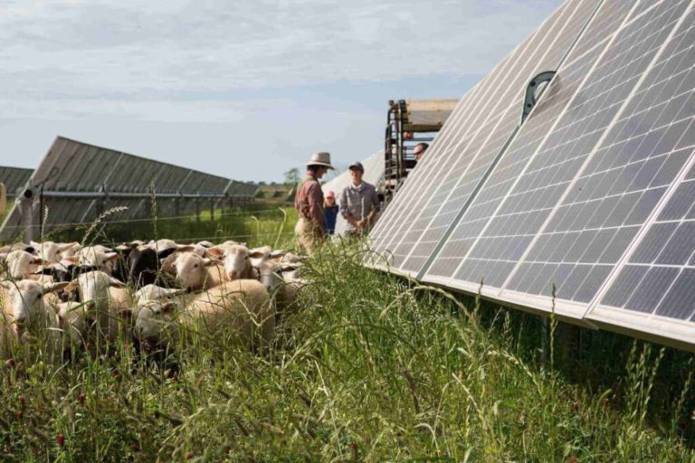sheep in a field with farmers and solar panels