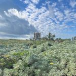 Here Are Some Crucial Climate Actions You Can Take To Protect The Environment In 2026