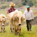 Financing the sustainable livestock transition in Latin America
