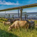 Silicon Ranch launches cattle-compatible agrivoltaics technology