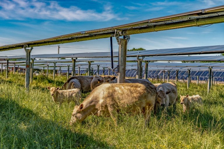 Silicon Ranch cattle agrivoltaics